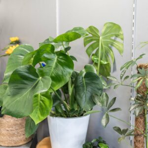 Choix plantes vertes fleuriste villefranche