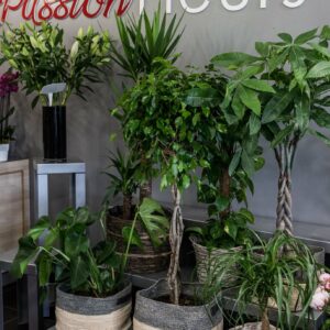Large choix de plantes d'intérieur sur Villefranche