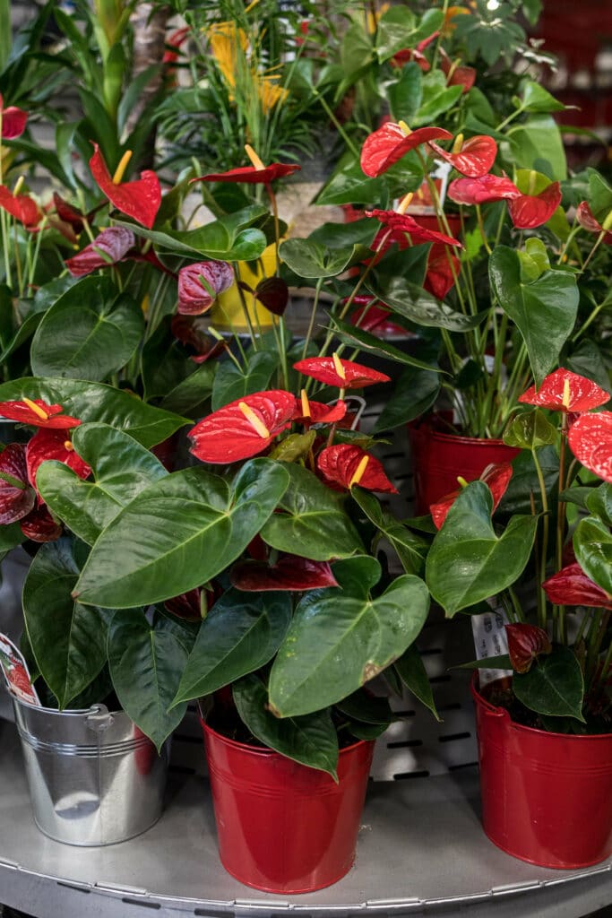 Plantes fleuries rouges