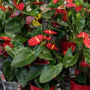Plantes fleuries rouges