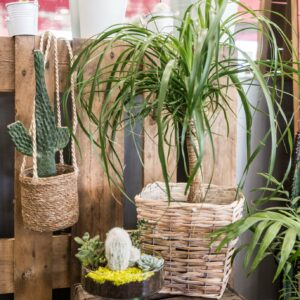 Plantes et cactus Villefranche