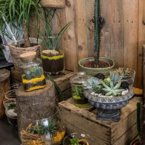 Terrarium choix formes et plantes