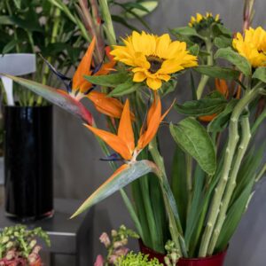Fleur oiseaux du paradis